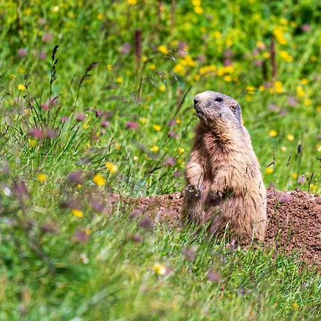 Penthouse Woester Appartement *